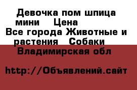 Девочка пом шпица мини  › Цена ­ 30 000 - Все города Животные и растения » Собаки   . Владимирская обл.